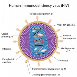 La struttura del virus dell'HIV