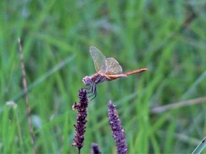 Andrea Pierotti, Libellula, 2010 