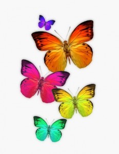 Farfalle colorate.